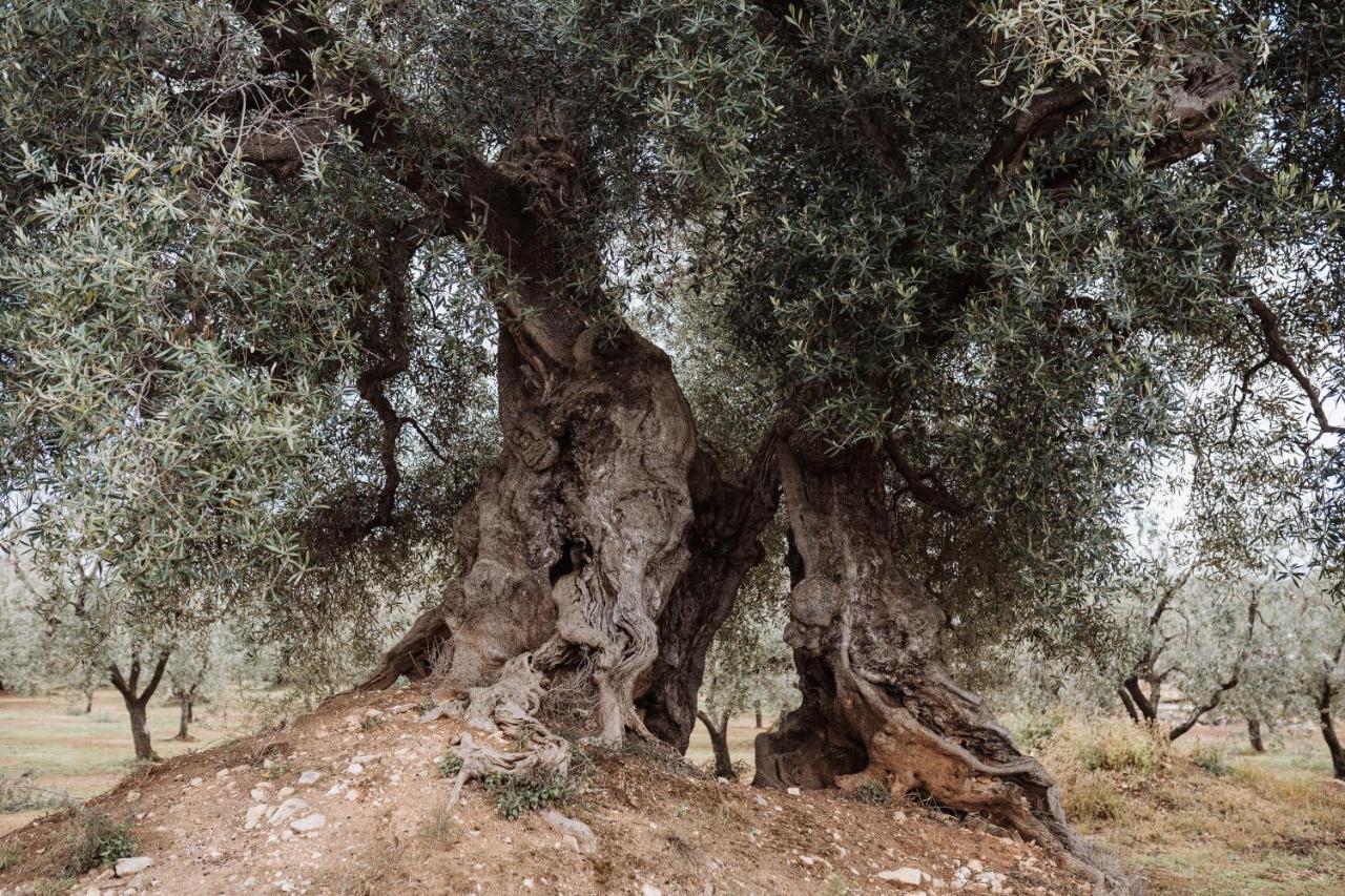 أوستوني Masseria Casamassima Agriturismo المظهر الخارجي الصورة