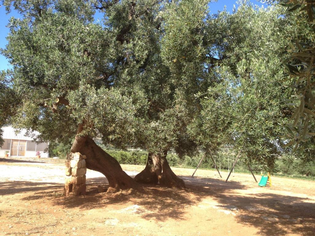 أوستوني Masseria Casamassima Agriturismo المظهر الخارجي الصورة